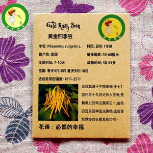 黄金四季豆种子 菜豆种子 进口蔬菜种子 适合煎煮炒 家庭菜园栽培