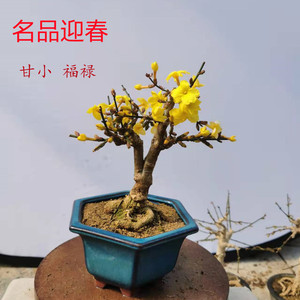 迎春花盆景 实拍 老根迎春微型盆栽 迎春小叶迎春甘小福禄迎春