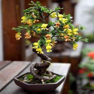 金雀盆景  紫雀花 南雀  金雀花 优秀盆栽 精致盆景