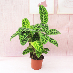 青背天鹅绒 观叶绿植 四季常青  客厅盆栽 喜阳耐阴绿植 桌面盆栽