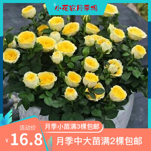 小花农月季坞欧月永远的黄金海岸大花勤花月季玫瑰苗绿植盆栽花卉