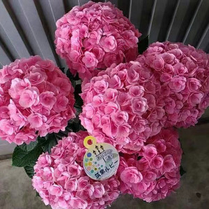 小花农月季坞绣球筑紫红宝石大花重瓣耐寒八仙花庭院阳台盆栽花卉