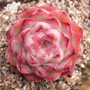 桃熏女王玫瑰 正版贵货多肉植物 叶片叶插 新品多肉贵货多肉叶子