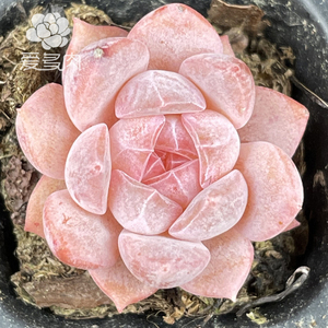 国产冰橙 正版杂交贵货多肉植物 叶片叶插 新品多肉贵货多肉叶子