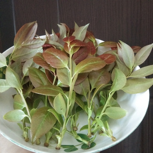 乌叶饭树叶新鲜