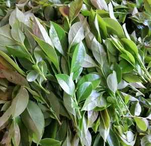 【乌饭叶乌饭树】乌饭叶乌饭树品牌,价格 - 阿里巴巴