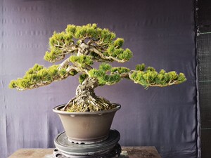 日本金针大阪松