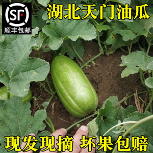 【顺丰包邮】新鲜油瓜湖北天门特产菜瓜农家自种应季蔬菜瓜果现摘