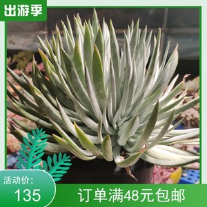 过家家 一物一拍雪奴精品仙女杯奴婢吉娜和雪山的杂交多肉植物