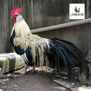 日本长尾鸡