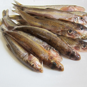 东北野生冷水小河江鱼川丁子鱼淡水船钉子鱼川钉子鱼