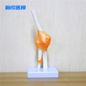 肘关节模型人体骨骼模型骨架仿真正骨拼装医用成人真人教学可拆卸
