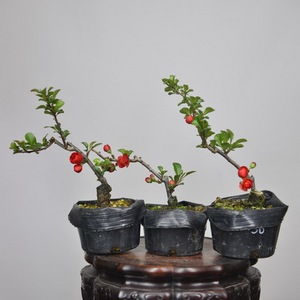 中国记忆日本八重咲长寿梅稀有重瓣红花原土原盆顺丰包邮进口现货