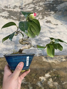 中国记忆 日本茶梅出云大社2 美观装饰易打理盆栽 进口现货