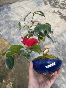 中国记忆 日本茶梅出云大社3 美观盆景盆栽 方便打理 进口现货