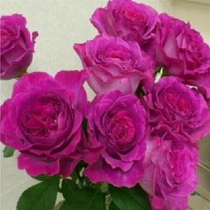 伊芙蓝宝石 伊芙系列浓香切包月季花苗 盆栽地栽绿色植物花卉