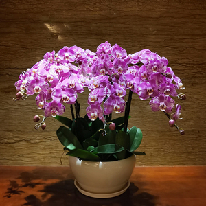 蝴蝶兰花盆栽带花真花苞美观名贵开业乔迁花卉室内客厅广州佛山