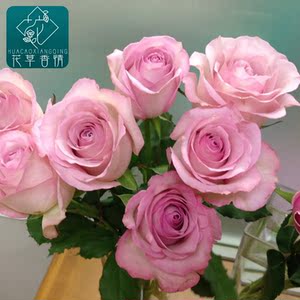 日月深海狂想曲月季花苗梦幻淡紫色大花切花玫瑰盆栽阳台四季开花