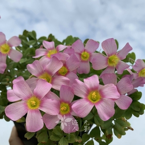 锂辉石 ob系列 oxalis obtusa kunzite 秋植酢浆草球根 无影迹人