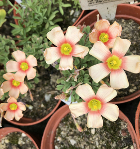 杏仁冰淇淋\三文鱼ob apricot cream秋植酢浆草球根种球 无影迹人