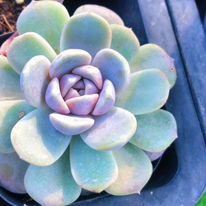 小汉堡泰尼汉堡多肉植物紫色肉肉有霜状态好满38包邮迷你多肉