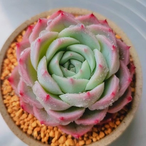 粉水晶多肉组合月影系盆栽精美高档萌防辐射稀有多肉植物