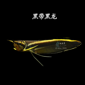 黑带黑龙鱼