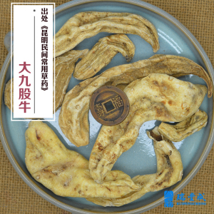 九股牛