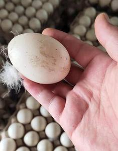 河南农场鸳鸯鸭番鸭种蛋受精蛋红脸鸭土鸭可食用孵化15枚包邮鸭蛋