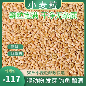 50斤小麦仁小麦子粒磨面粉引麦芽喂鸡鸭鸟类饲料农家自产带皮麦子