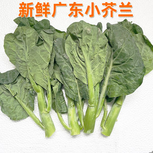 新鲜广东小芥兰500g 中花芥蓝 白灼 家常食材粤菜 江浙沪满69包邮