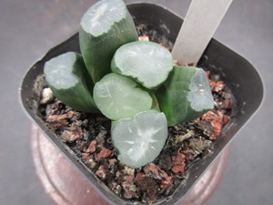 白瓷万象 硬化有根 十二卷多肉植物铭品保品种一物一拍 眼镜多肉