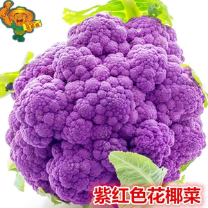 tb3795777438淘宝新鲜紫甘蓝紫包球生菜卷心菜红椰菜青甘蓝鲜蔬菜