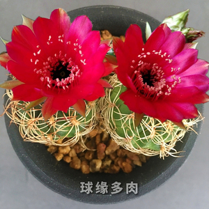 脂粉丸 丽花属 实生仙人球 色彩鲜艳易开花开大花品种 球缘多肉