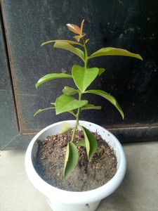 叶仙花苑 叶仙苗 叶仙老桩 木麒麟 嫁接 蟹爪兰 砧木 包邮图片