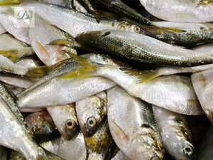 舟山新鲜雌鱼 鲥鱼  500g (6-7条/斤)食用水产鲜活产品