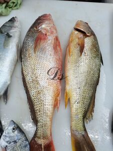 舟山嵊泗新鲜海钓黄姑鱼 黄婆鸡鱼 500g(5-8量/ 条)水产 鲜活