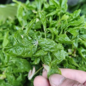 东北刺五加嫩芽东北小伙新鲜山野菜刺五加芽500克一斤包邮顺丰