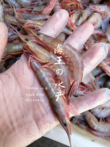 海王虾