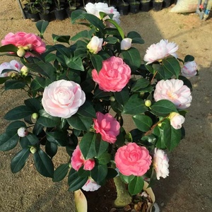 【七仙女】品种茶花树苗盆栽 室内外阳台庭院绿植花卉 带花苞发货