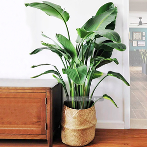 北欧ins天堂鸟鹤望兰办公室客厅庭院阳台大型阔叶四季绿植物 北京