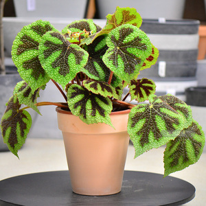 铁甲十字彩叶秋海棠网红北欧窗阳台庭院露台观叶小花卉植物盆栽