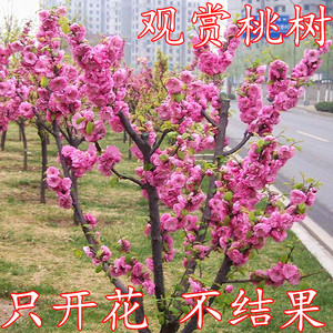 紫叶碧桃种子 千叶桃花 观赏桃花 庭院绿化盆栽嫁接红叶碧桃树苗