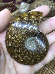 精品纯天然海螺化石菊螺化石摆件双面花纹完美漂亮品质超好