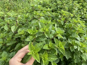 广西发货包邮凉粉草新鲜仙人草仙草绿凉粉烧仙草绿豆腐鲜草3斤