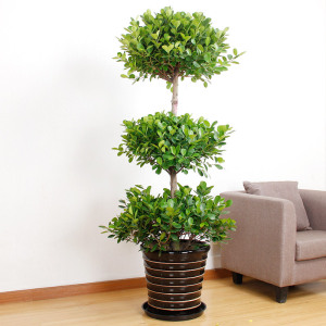 室内庭院美观趣味景观植物三层金钱榕树盆栽大型室内绿植