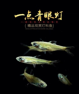 一点青眼灯鱼