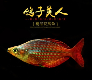 【鸽子美人】鸽子美人品牌,价格 - 阿里巴巴