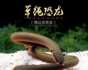 草绳恐龙鱼热带