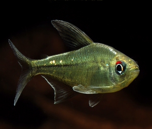 南美钻石灯鱼闪光脂鲤温顺活泼淡水小型热带观赏宠物上中层活体鱼